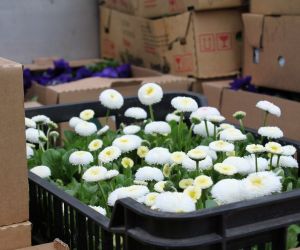 Sadzenie kwiatów na Rynku w Odolanowie
