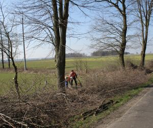 Wycinka krzewów na drodze do Wierzbna