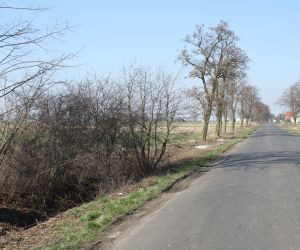 Wycinka krzewów na drodze do Wierzbna