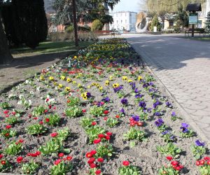 Kwiaty w centrum Odolanowa