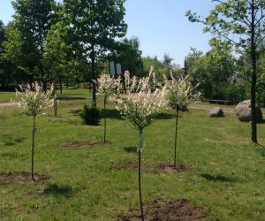 Akcja sadzenia drzewek z Oriflame
