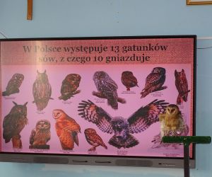 Spotkanie z sowami