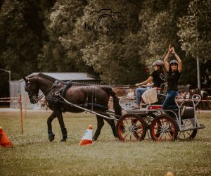 Konie znów w Odolanowie