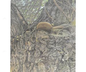 Ekspertyza Dendrologiczna