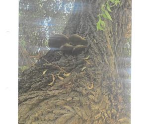 Ekspertyza Dendrologiczna