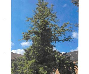 Ekspertyza Dendrologiczna