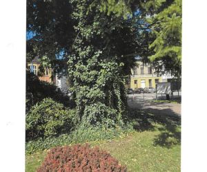 Ekspertyza Dendrologiczna