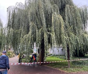 Ekspertyza Dendrologiczna