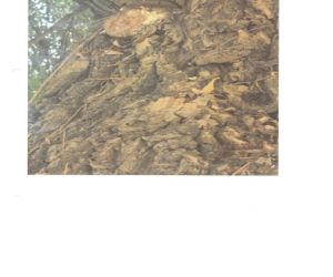 Ekspertyza Dendrologiczna