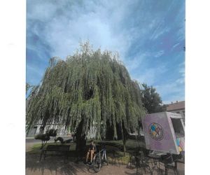 Ekspertyza Dendrologiczna