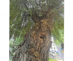 Ekspertyza Dendrologiczna