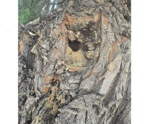 Ekspertyza Dendrologiczna