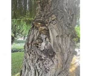 Ekspertyza Dendrologiczna