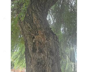 Ekspertyza Dendrologiczna