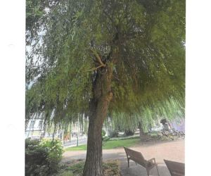 Ekspertyza Dendrologiczna