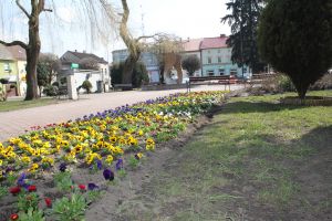 4 500 kwiatów na wiosnę