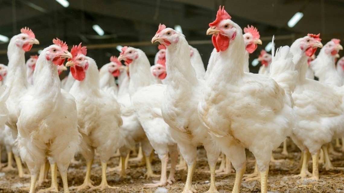 Uwaga: Zagrożenie ptasią grypą na terenie Gminy Odolanów!