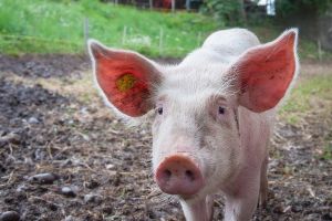 Wirus ASF i bioasekuracja - szkolenie